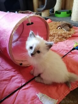 Ragdoll bez PP - 2