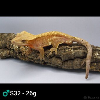 9.1 C. Ciliatus - 2