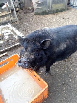 Gottingenské prase 🐷 - 2