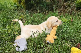 Nabídka štěněte labradorského retrievera - 2
