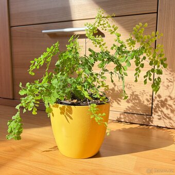 Kapradina Venušin vlas, Adiantum Raddianum, Netík - 2