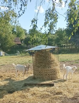 Koza kůzle - 2