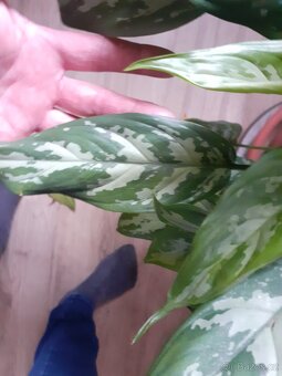 Aglaonema spící panna - 2