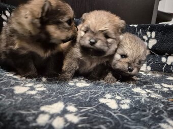 Pomeranian bez PP štéňátka - 2