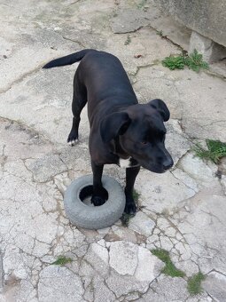 Daruji 2-letou fenku Labrador x Staford - 2