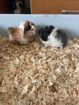 Morče, morčata - 2