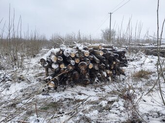 Palivové dřevo - japonský topol - 2