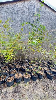 Habr na živý plot - 2