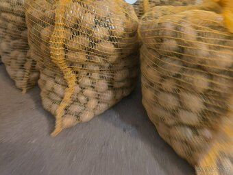 Sadbové brambory - 2