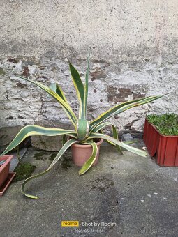 Agave - 2