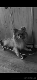 pomeranian ke kryti - 2