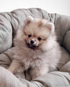 Krásný Pomeranian Freddie Dog´s Dream Pom Kennel - 2