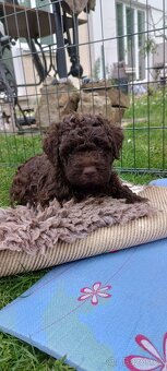 lagotto romagnolo - italský vodní pes - 2