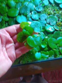 Akvarijní plovoucí rostliny - 2
