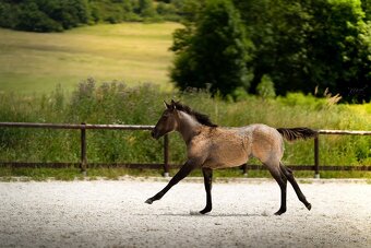 Grullo roan klisna American Quarter Horse, black homozygot - 2