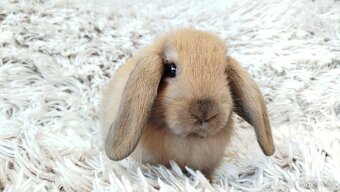 Zakrslý beránek, králíček, králík - JIJI - 2