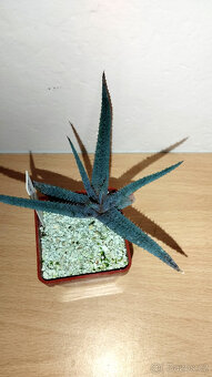 Aloe Parvula ( sukulent ) - 2