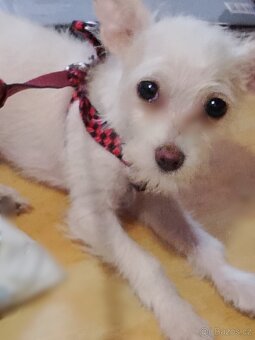 Stěně čivava x jorkšír - 2