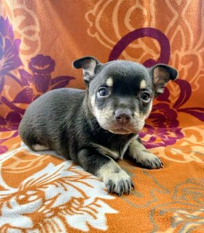 Čivava štěňátka kluci - 2