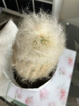 Chlupatý kaktus - 2