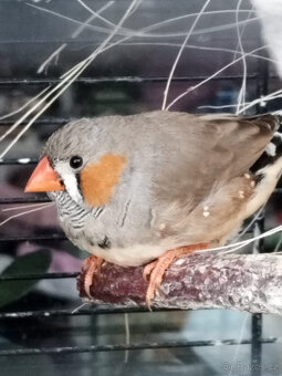 Sameček Zebřičky pestré - 2