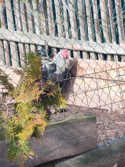 Brahmánka  velká kohout - 2