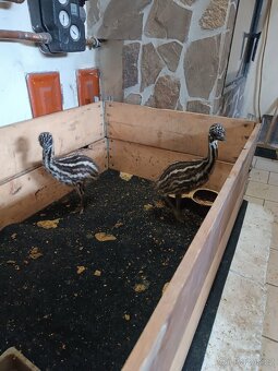 Pštros Emu hnědý - 2