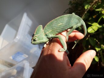 Prodám Chameleon jemenský - Chameleo calyptratus - 2