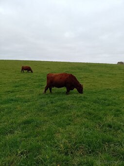 Plemenné stádo Aberdeen Angus Bio - 2