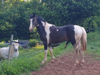 Roční hřebeček irský kob x český teplokrevník - 2