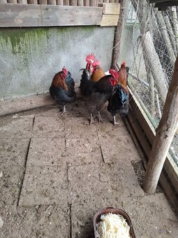 Prodám mladé kohouty - 2