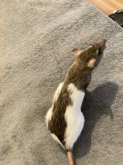 Potkany mazlicci na chov - 2