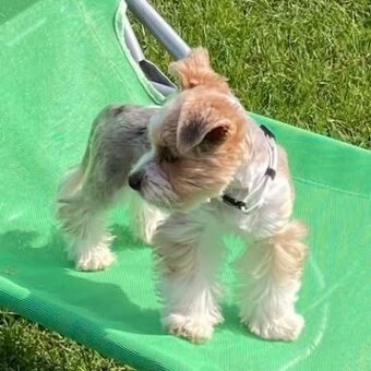 Jorkšírský teriér (biro) - 2