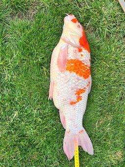 Koi kapr - 2