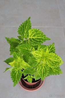 Africká kopřiva / Coleus - 2