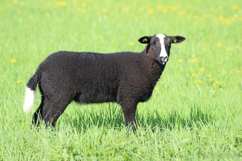 Jehňata Zwartbles - 2