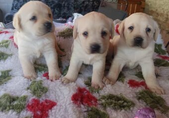 Nabízíme žlutá štěňátka labradorského retrievera - 2