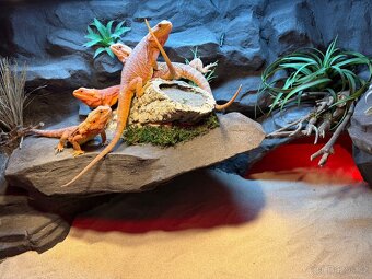 Agama vousatá samičky - 2