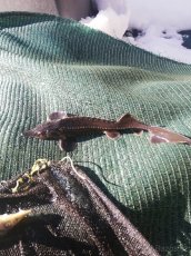 jeseter ruský a sibirsky - 2