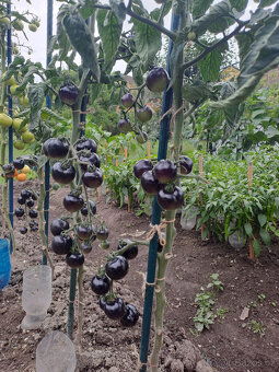 Černé rajče (indigo) semínka - 2