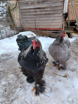 Brahmánka velká - 2