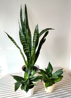 Sanseviera - tchýnin jazyk - 2