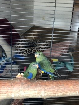 Neoféma Tyrkysová - 2