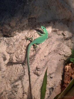 Gastropholis Prasina - 2