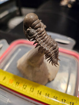 Trilobit Crotalocephalus Gibbus - 2