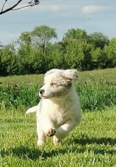 Border Collie, kolia - 2