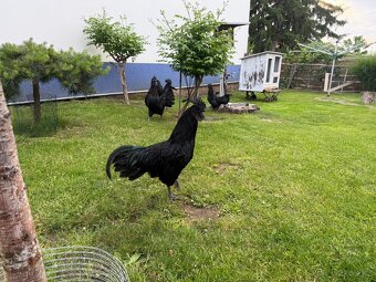 Ayam cemani kohout - 2
