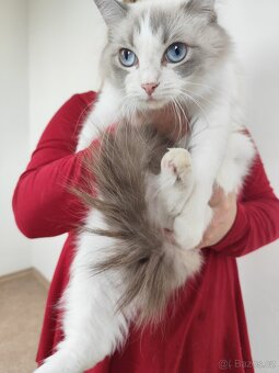 Zdarma Ragdoll kočičko s pp - 2