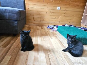 Malý černý Ďáblík hledá nové království. 🐾😺🐾 - 2