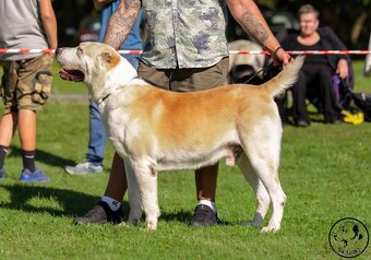 Středoasijský pastevecký pes - 2